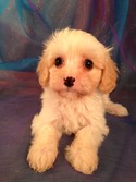 Female Lemmon and White Cavachon Puppy for sale #2|Cavachons for sale at lower prices than Most cavachon Breeders in RI